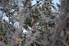 Robin song
MR=576x384pixels 8x5.3inches 72ppi
HR=3456x2304p 48x32in 72ppi The robin that lives in our back garden